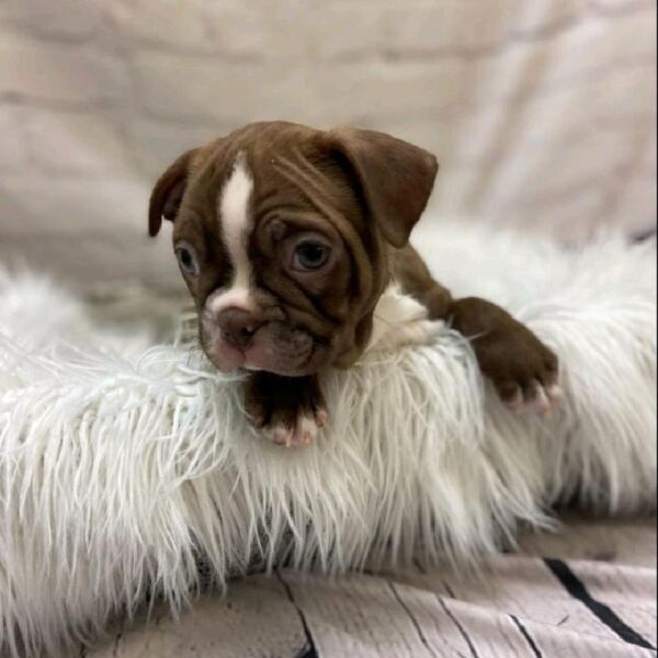 Boston Terrier-DOG-Male-Seal and White-9683-Petland Monroeville, PA