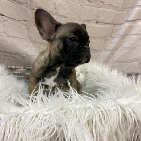 French Bulldog-DOG-Female-Fawn-9679-Petland Monroeville, PA
