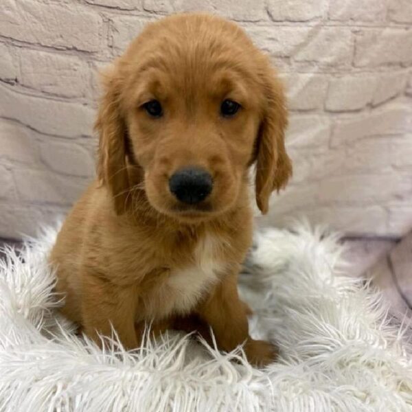 Golden Retriever-DOG-Male-Dark Golden-9675-Petland Monroeville, PA