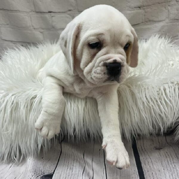 Beabull-DOG-Female-White / Fawn-9701-Petland Monroeville, PA