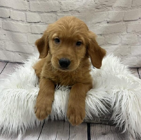 Golden Retriever-DOG-Male-Dark Golden-9676-Petland Monroeville, PA