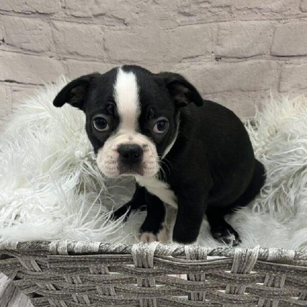 Boston Terrier-DOG-Male-Black Brindle and White-9719-Petland Monroeville, PA