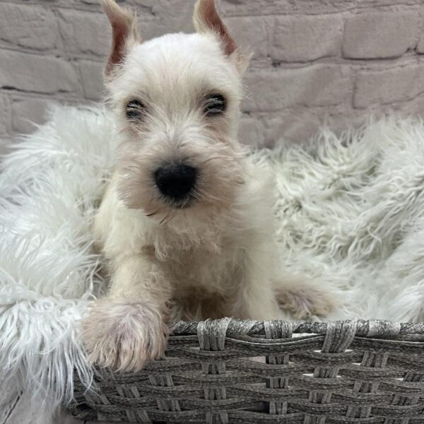 Mini Schnauzer-DOG-Male-White-9717-Petland Monroeville, PA