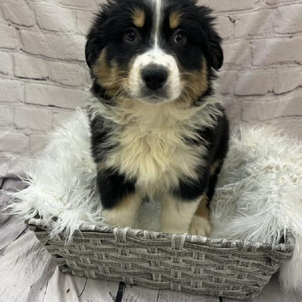 Australian Shepherd-DOG-Male-Black and White-9716-Petland Monroeville, PA