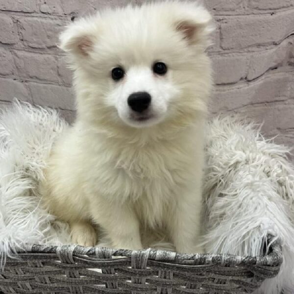 American Eskimo-DOG-Male-White-9715-Petland Monroeville, PA
