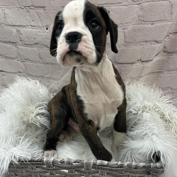 Boxer-DOG-Male-Brindle-9731-Petland Monroeville, PA