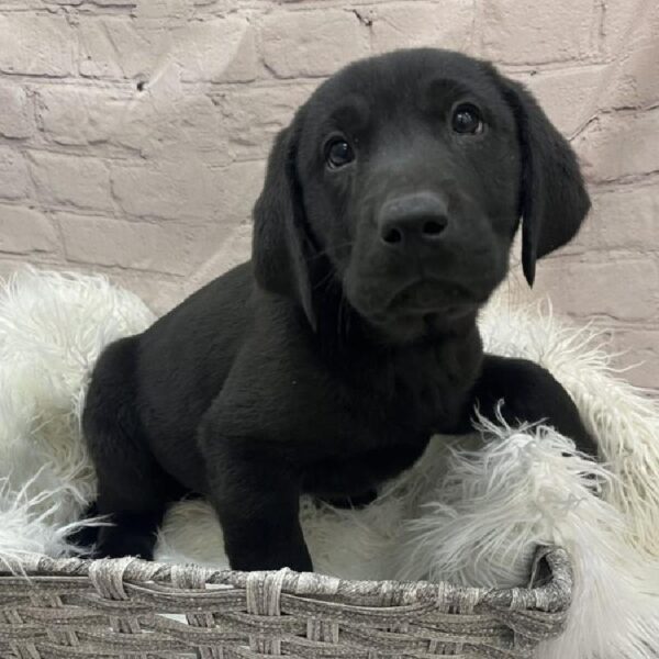 Labrador Retriever-DOG-Male-Black-9732-Petland Monroeville, PA