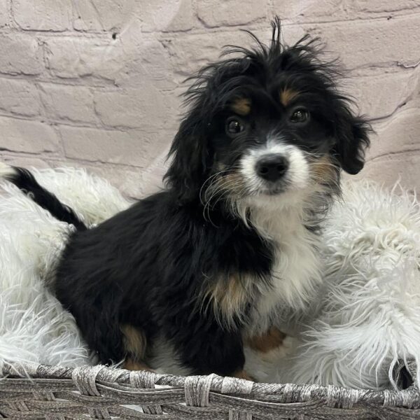 Mini Bernedoodle-DOG-Female-Tri-Colored-9729-Petland Monroeville, PA