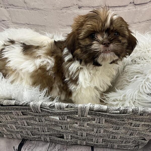 Shih Tzu-DOG-Female-Chocolate Sable-9725-Petland Monroeville, PA