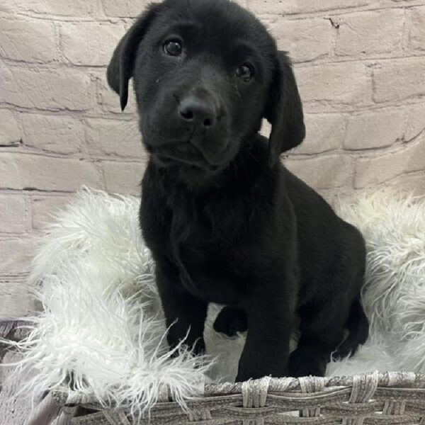 Labrador Retriever-DOG-Female-Black-9733-Petland Monroeville, PA