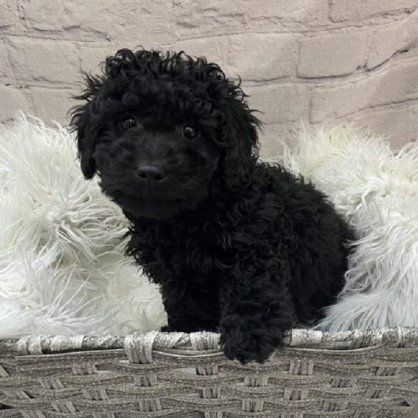 Mini Goldendoodle 2nd Gen.-DOG-Female-Black-9720-Petland Monroeville, PA