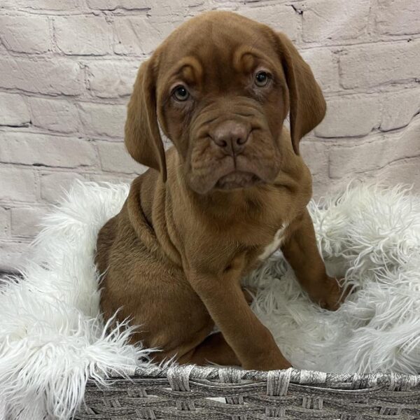 Dogue De Bordeaux-DOG-Female-Red-9728-Petland Monroeville, PA