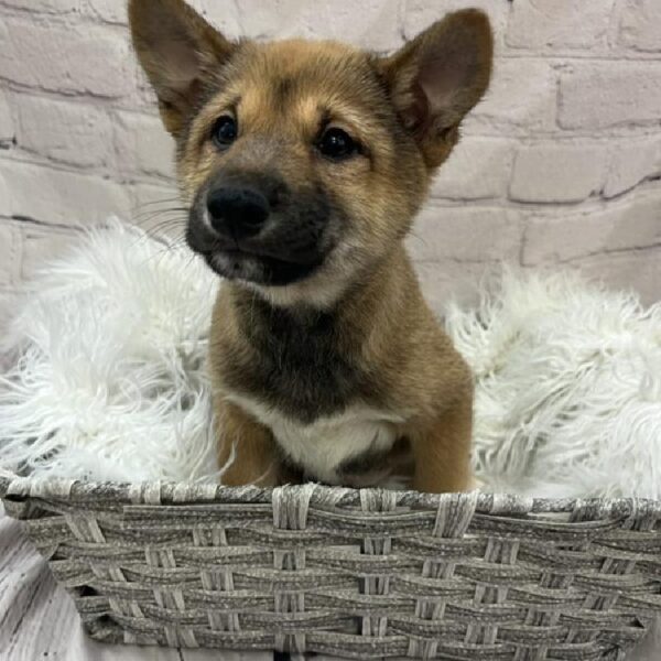 Shiba Inu-DOG-Male-Red and White-9724-Petland Monroeville, PA