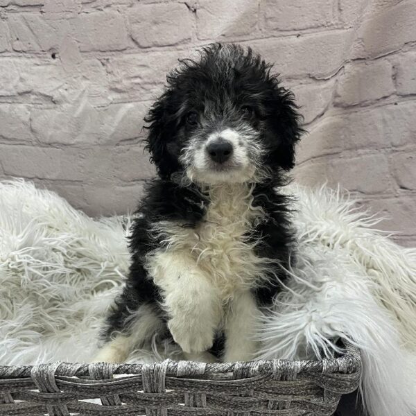 Mini AussiePoo-DOG-Male-Black and White-9722-Petland Monroeville, PA