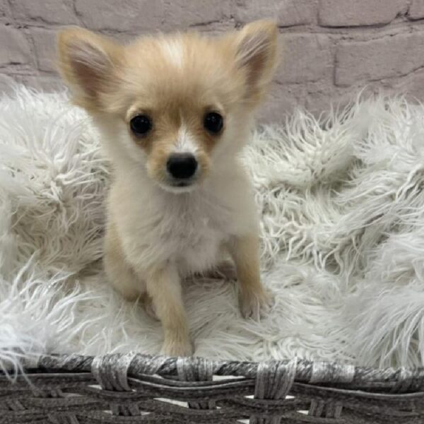 Pomeranian-DOG-Female-Cream-9721-Petland Monroeville, PA