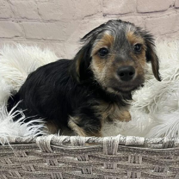 Yochon-DOG-Male-Black and Tan-9723-Petland Monroeville, PA
