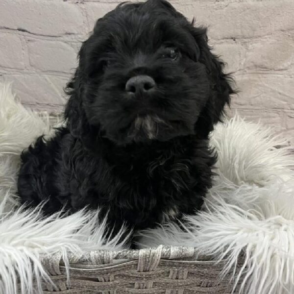 Cockapoo-DOG-Male-Black-9756-Petland Monroeville, PA