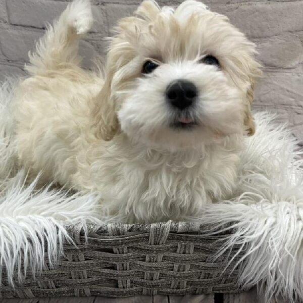 Coton De Tulear-DOG-Female-White-9753-Petland Monroeville, PA