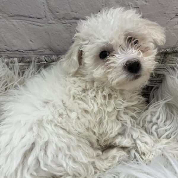 Bichon-DOG-Female-White-9752-Petland Monroeville, PA