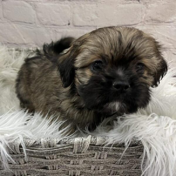 Teddy Bear-DOG-Male-Brindle-9754-Petland Monroeville, PA