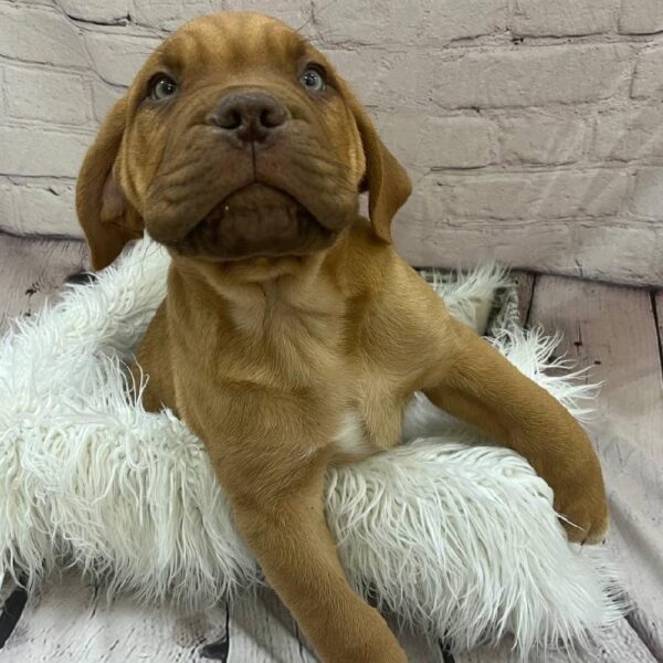 Dogue De Bordeaux-DOG-Male-Red-9765-Petland Monroeville, PA