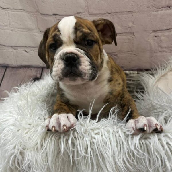 Old English Bulldog-DOG-Male-Brindle / White-9763-Petland Monroeville, PA