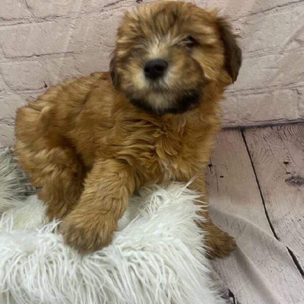 Soft Coated Wheaten Terrier-DOG-Female-Wheaten-9764-Petland Monroeville, PA