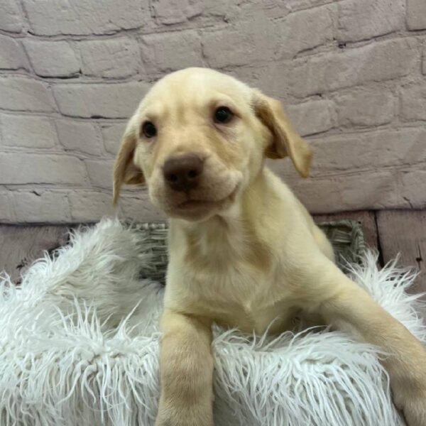 Labrador Retriever-DOG-Male-Yellow-9783-Petland Monroeville, PA