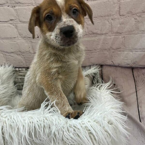 Australian Cattle Dog-DOG-Male-Red Mottled-9782-Petland Monroeville, PA