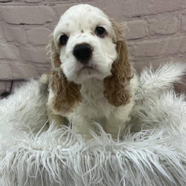 Cocker Spaniel-DOG-Male-Buff and White-9784-Petland Monroeville, PA