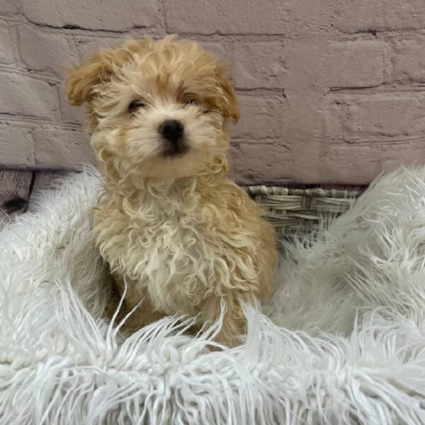 Pom-A-Poo-DOG-Female-Gold-9789-Petland Monroeville, PA