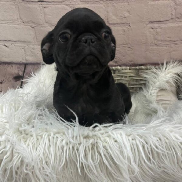 Pug-DOG-Male-Black-9787-Petland Monroeville, PA
