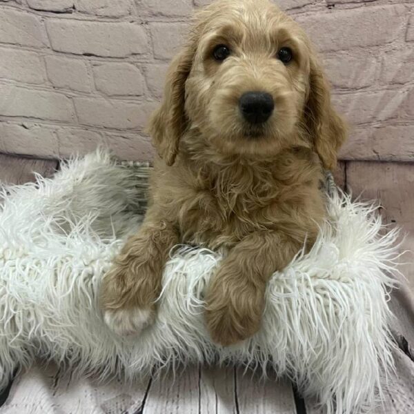 Goldendoodle 2nd Gen.-DOG-Male-Golden-9788-Petland Monroeville, PA