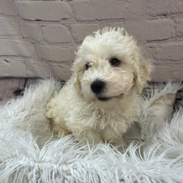 Bichon-DOG-Male-White-9790-Petland Monroeville, PA