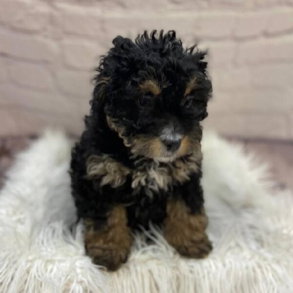 Mini Bernedoodle-DOG-Female-Black / Tan-9807-Petland Monroeville, PA