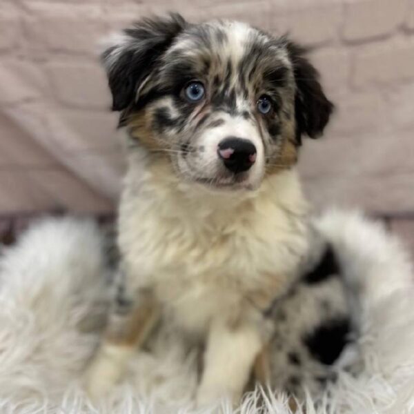 Miniature Australian Shepherd-DOG-Female-Blue Merle-9808-Petland Monroeville, PA