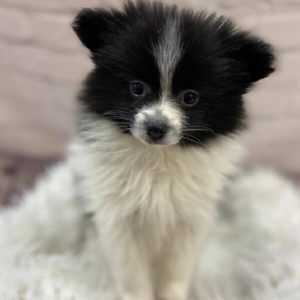 Pomeranian-DOG-Female-White / Black-9809-Petland Monroeville, PA