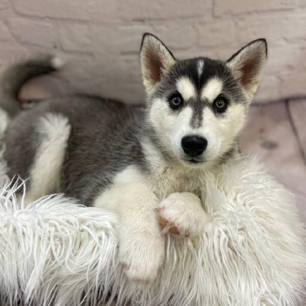 Siberian Husky-DOG-Female-Gray / White-9812-Petland Monroeville, PA