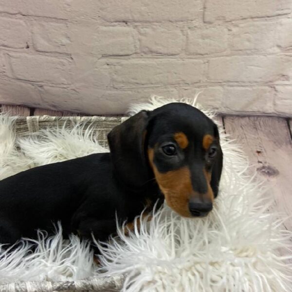 Dachshund-DOG-Female-Black and Tan-9799-Petland Monroeville, PA
