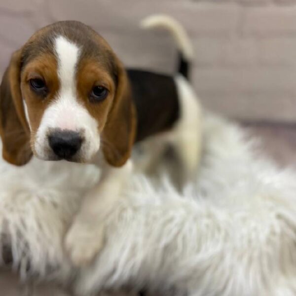 Beagle-DOG-Female-Black Tan and White-9798-Petland Monroeville, PA