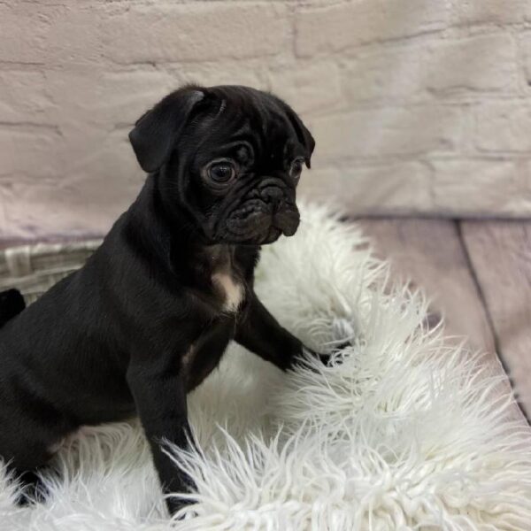 Pug-DOG-Female-Black-9800-Petland Monroeville, PA