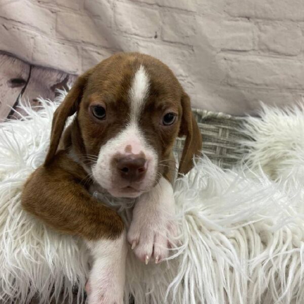 Boggle-DOG-Male-Brindle-9801-Petland Monroeville, PA