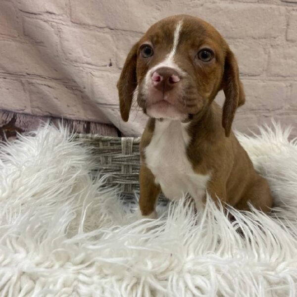 Boggle-DOG-Male-Brindle-9802-Petland Monroeville, PA