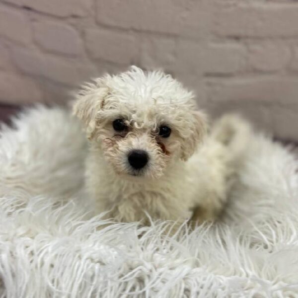 Bichon-DOG-Female-White-9803-Petland Monroeville, PA