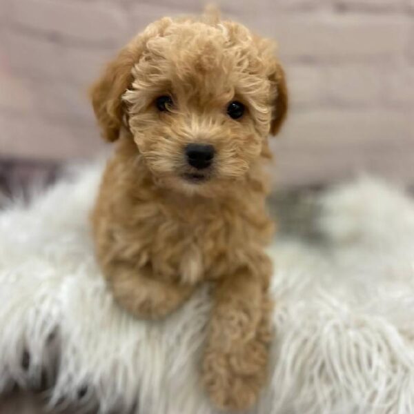 Miniature Goldendoodle-DOG-Female-Cream-9804-Petland Monroeville, PA