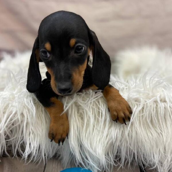 Dachshund-DOG-Male-Black / Tan-9811-Petland Monroeville, PA