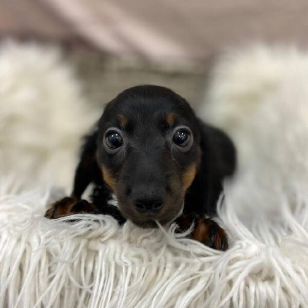Dachshund-DOG-Female-Black / Tan-9810-Petland Monroeville, PA