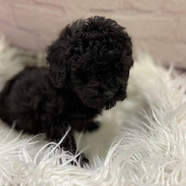 Bichon- Poo-DOG-Male-Black-9805-Petland Monroeville, PA
