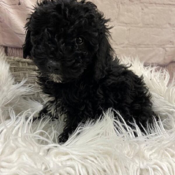 Mini Poodle-DOG-Female-Black-9806-Petland Monroeville, PA