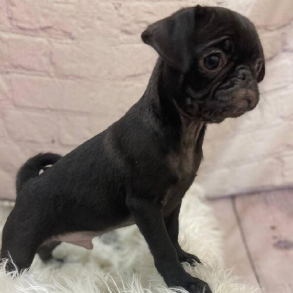 Pug-DOG-Male-Black-9821-Petland Monroeville, PA